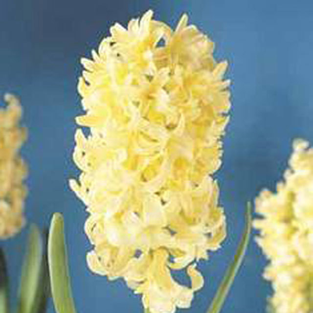Hyacinthus orientalis City of Haarlem Tiny Black Flies