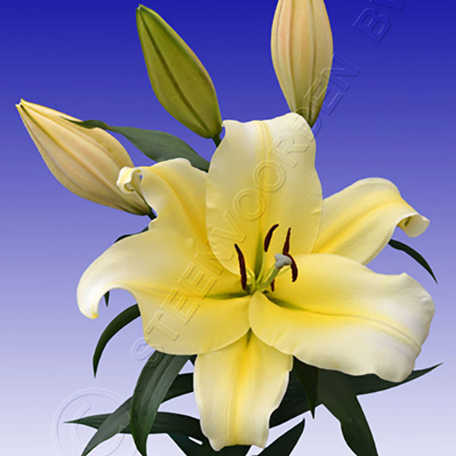Lilium OT Big Brother Sudden Leaf Drop