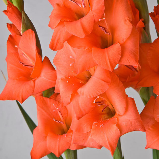 Gladiolus Coral
