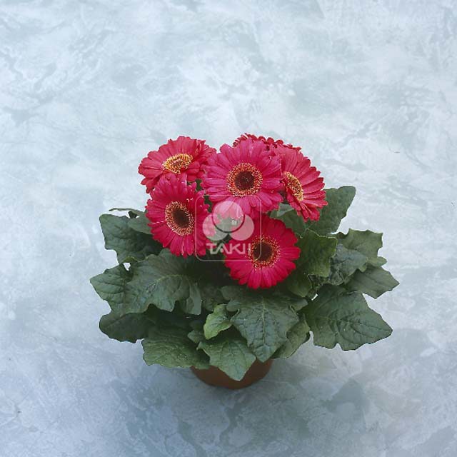 Gerbera Royal Mini Deep Rose White Powder
