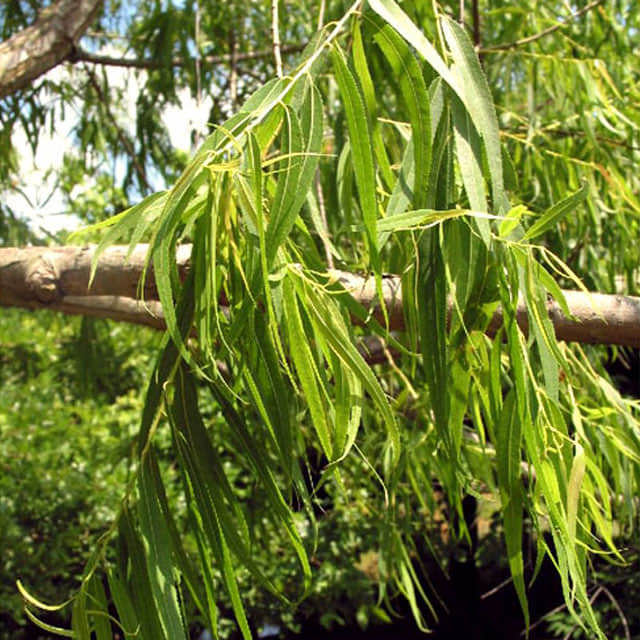 Salix nigra Drooping Leaves