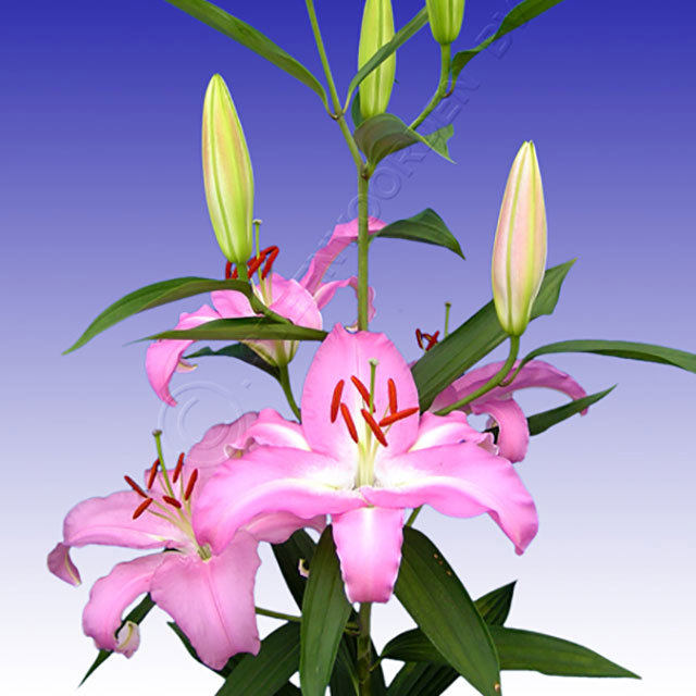 Lilium orientale Marrero Sudden Leaf Drop