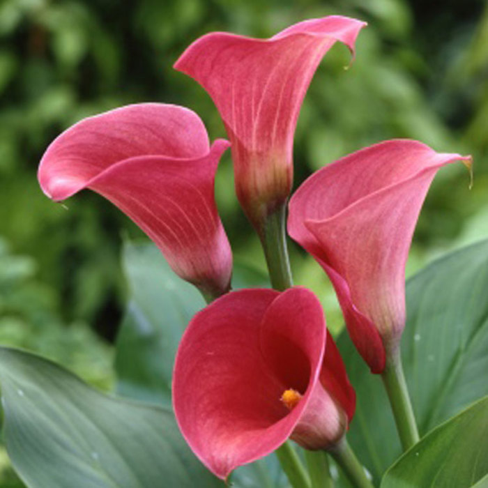 Zantedeschia Captain Romance Sudden Leaf Drop