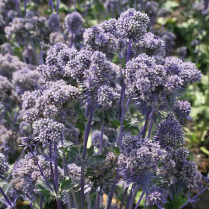 Eryngium Magical Cloud