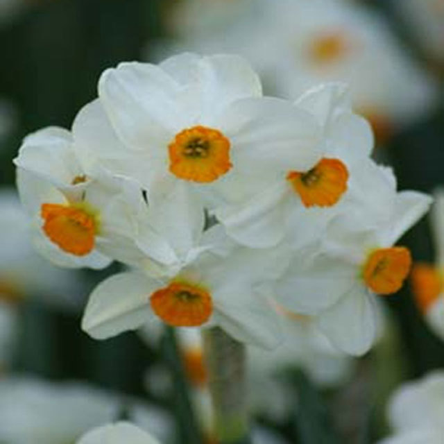 Narcissus Geranium