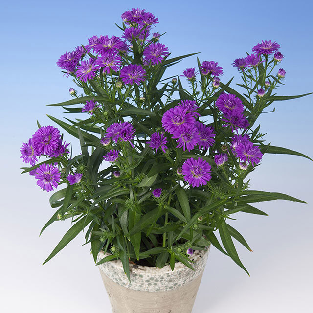 Chrysanthemum Sunrise Claudette Fine Webbing