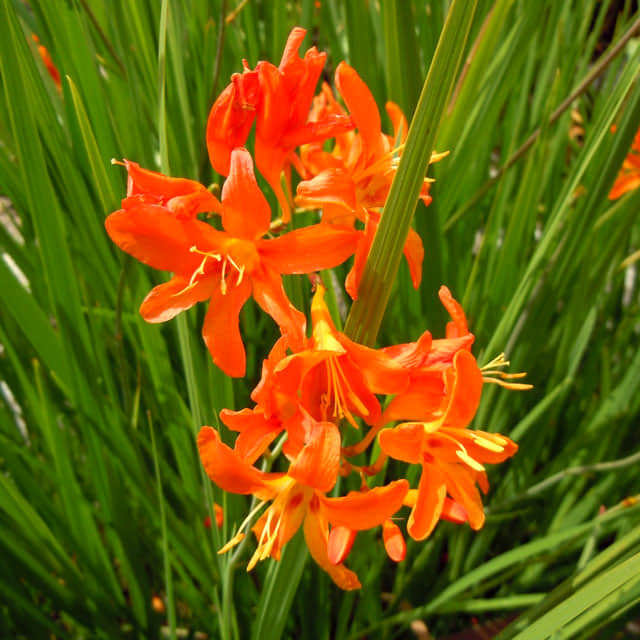 Crocosmia paniculata