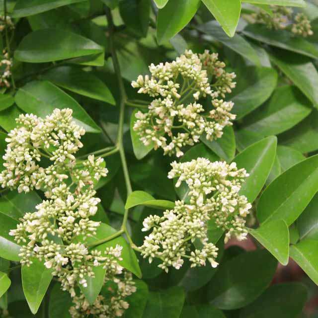 Dalbergia odorifera Drooping Leaves