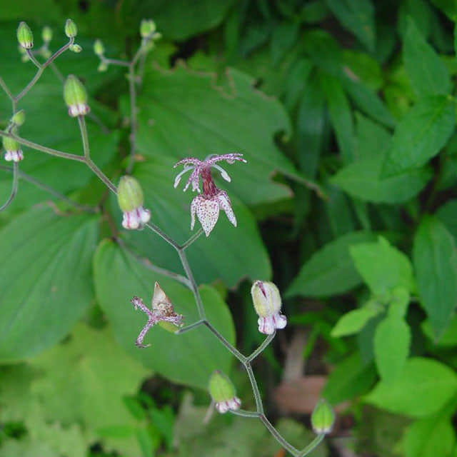 Tricyrtis macropoda
