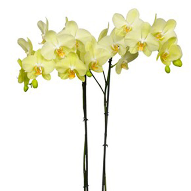 Phalaenopsis Antalya Sudden Leaf Drop