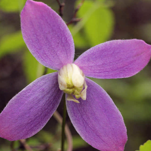 Clematis alpina