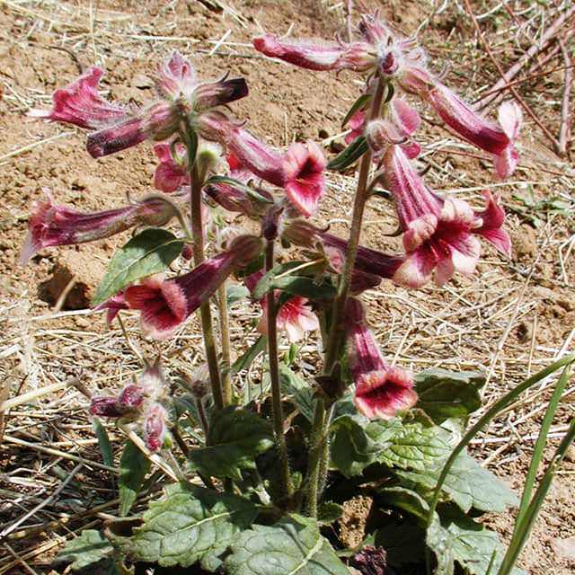 Rehmannia glutinosa