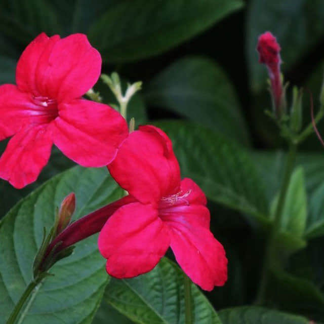 Ruellia elegans