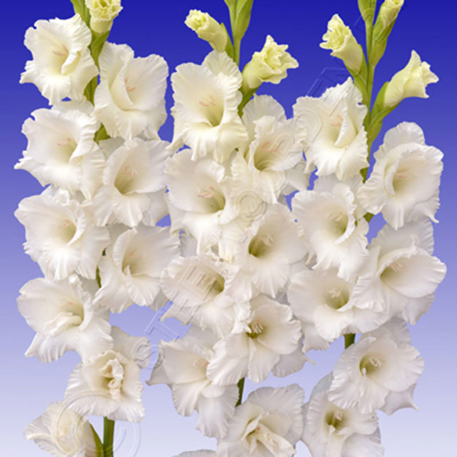 Gladiolus Casablanca