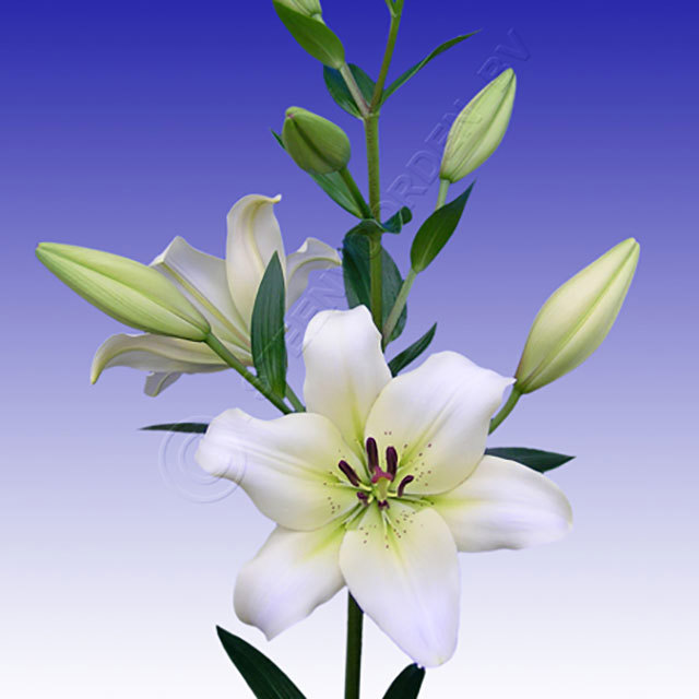 Lilium hybride Ercolano