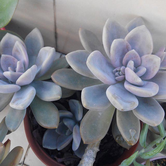 Pachyveria pachytoides Drooping Leaves