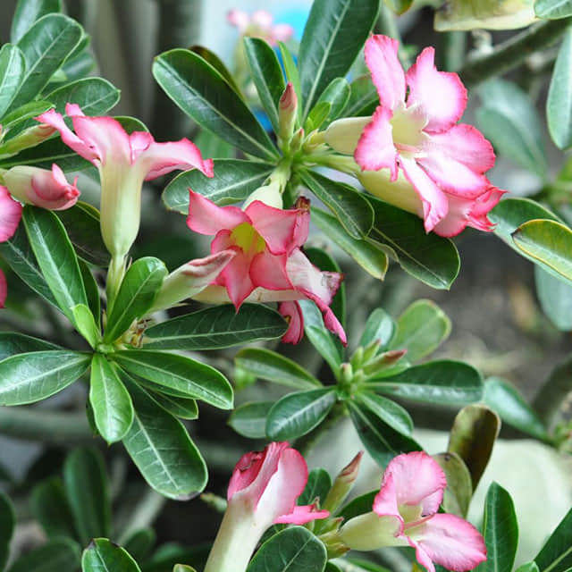 Adenium obesum