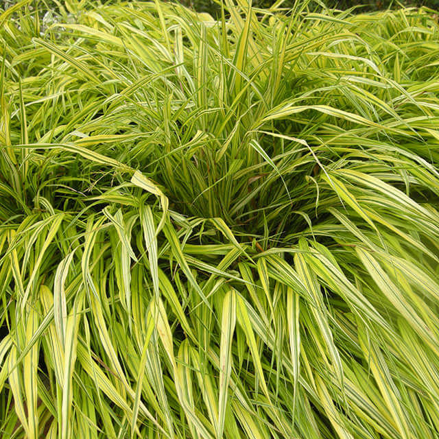 Eragrostis ferruginea