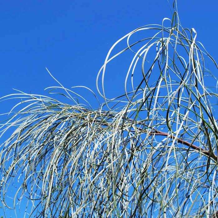 Acacia stenophyllodes