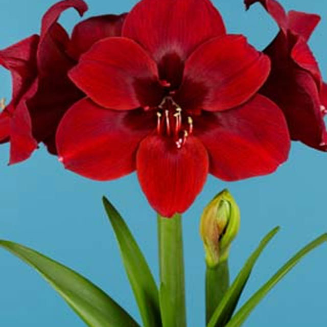 Amaryllis Liberty
