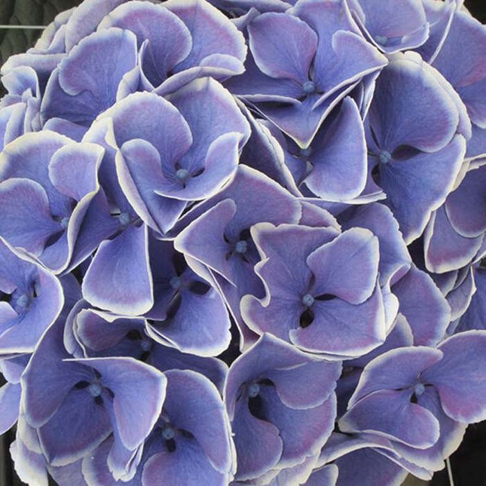 Hydrangea macrophylla Magical Candy Rock Yellow Leaves