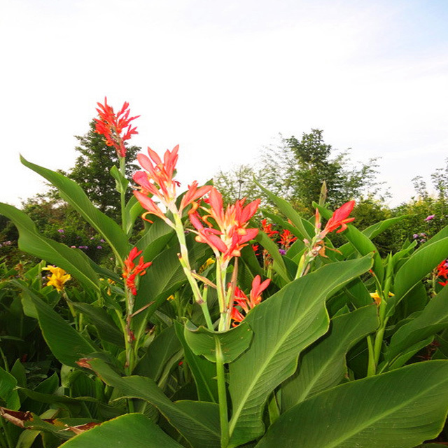 Canna edulis