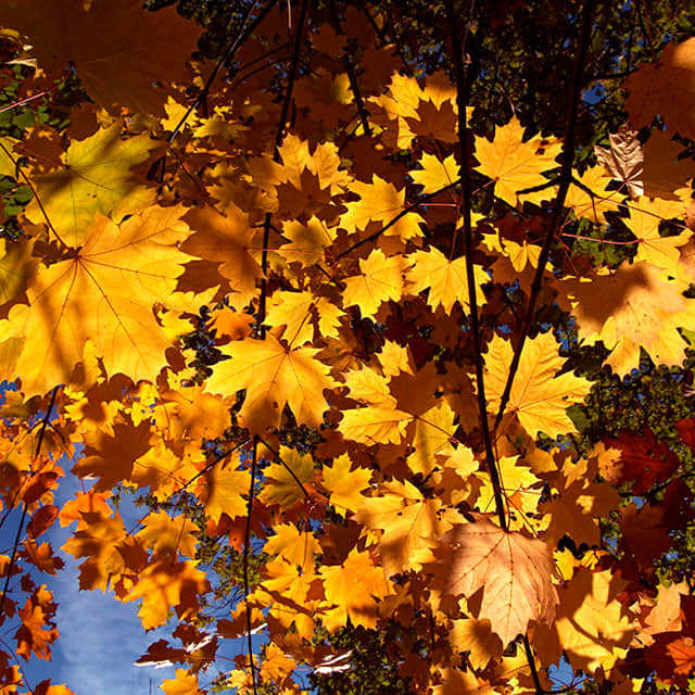 Acer platanoides Sticky Leaves