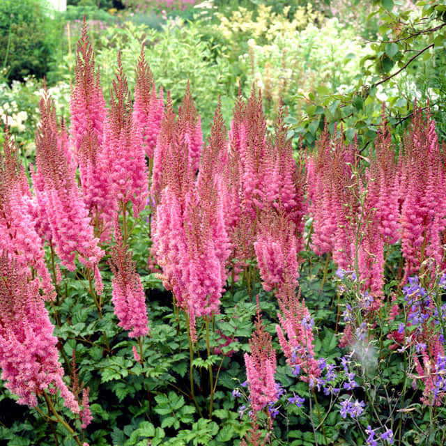 Astilbe chinensis
