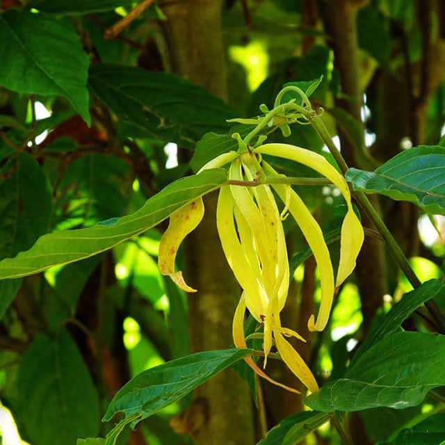 Cananga odorata