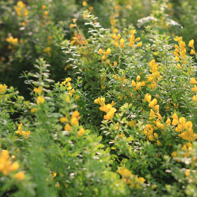 Genista pilosa