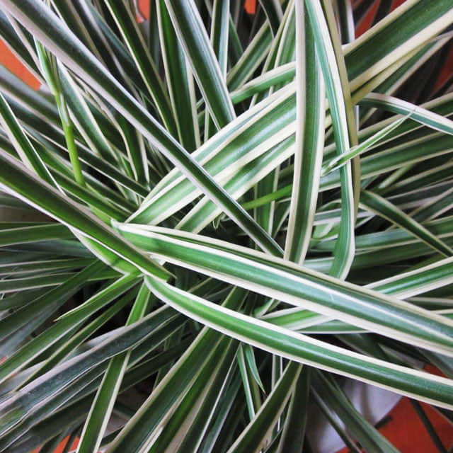 Chlorophytum comosum Variegatum