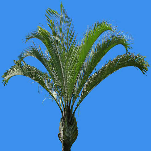 Dypsis decaryi