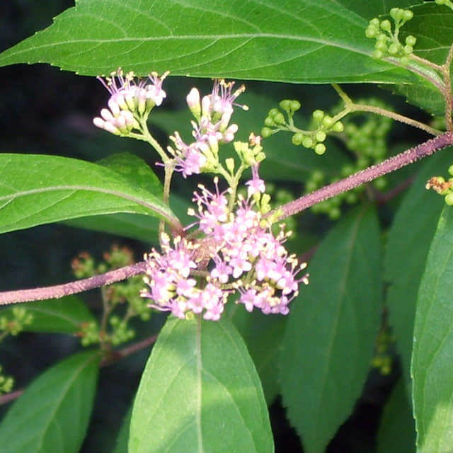 Callicarpa rubella
