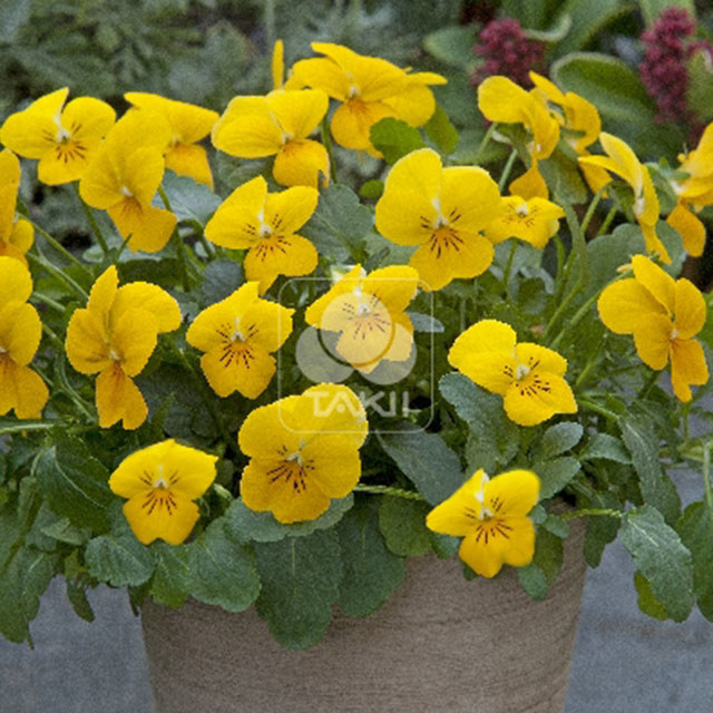 Viola Cornuta Four Seasons F1 Yellow White Cottony Spots