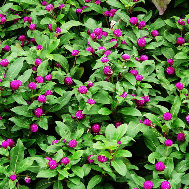 Gomphrena globosa