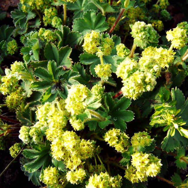 Alchemilla erythropoda