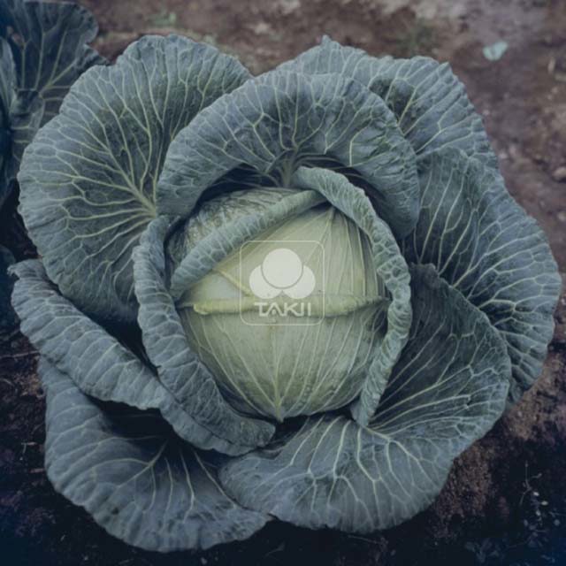 White Cabbage O S Cross F1 Brown Leaf Tips