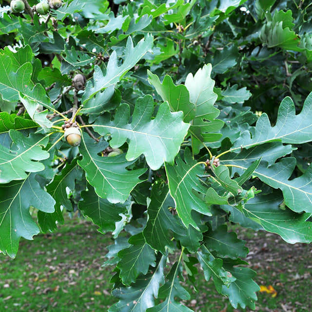 Quercus macrocarpa