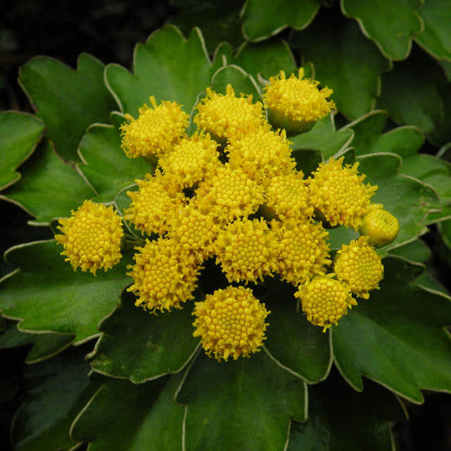 Ajania pacifica