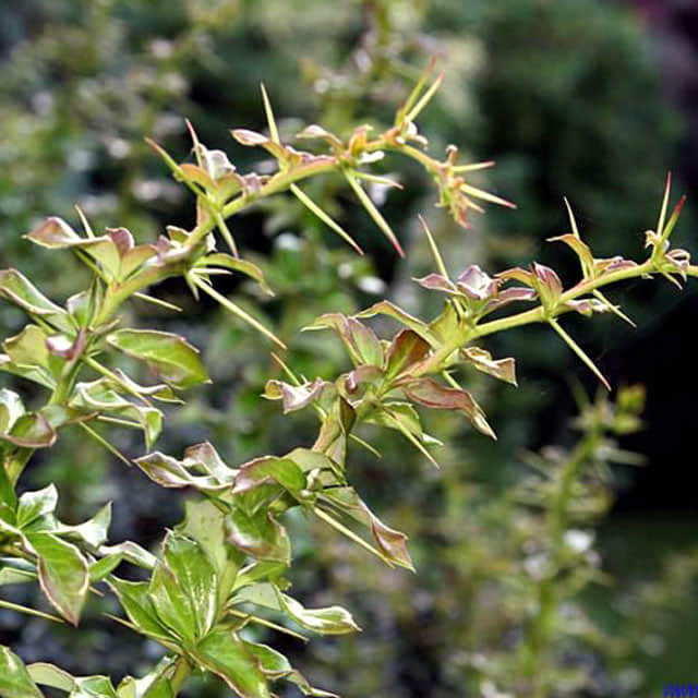 Berberis verruculosa