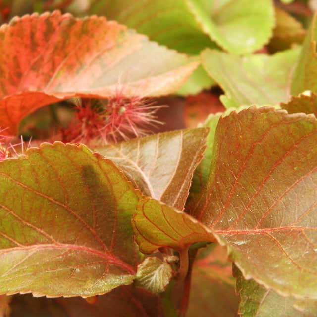 Morus rubra