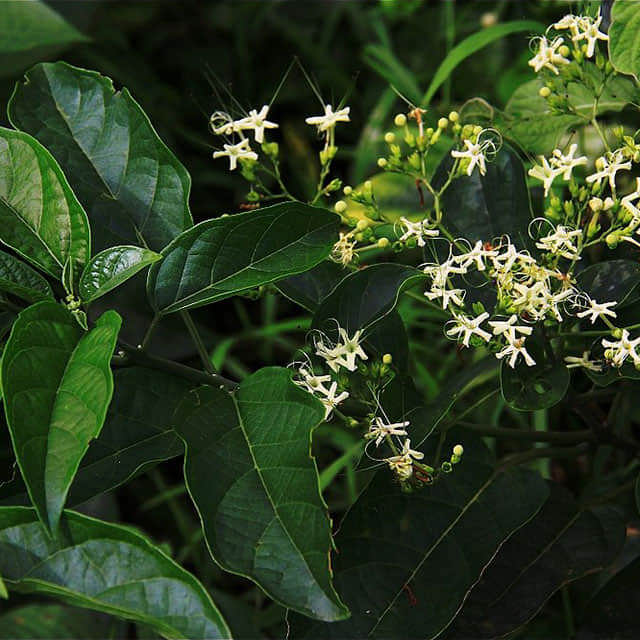 Clerodendrum myricoides