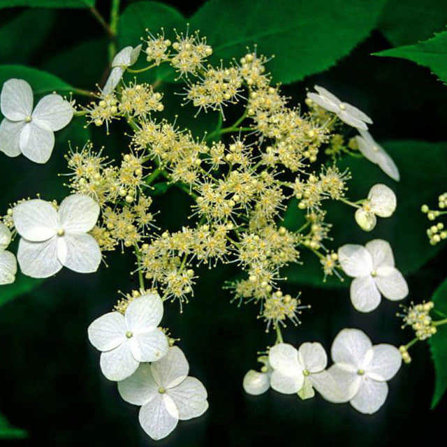 Hydrangea heteromalla