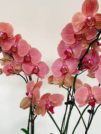 Phalaenopsis Zoe Felix