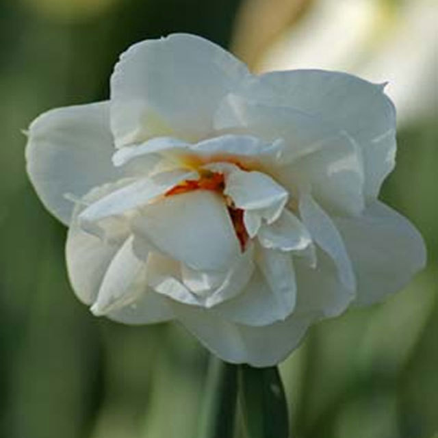 Narcissus Acropolis