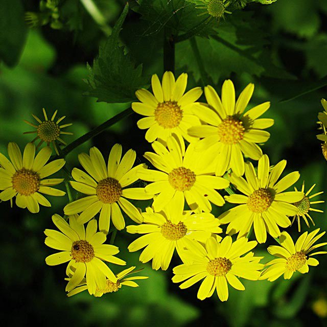 Chrysanthemum lavandulifolium Drooping Leaves