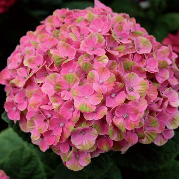Hydrangea macrophylla Magical Coral Sudden Leaf Drop