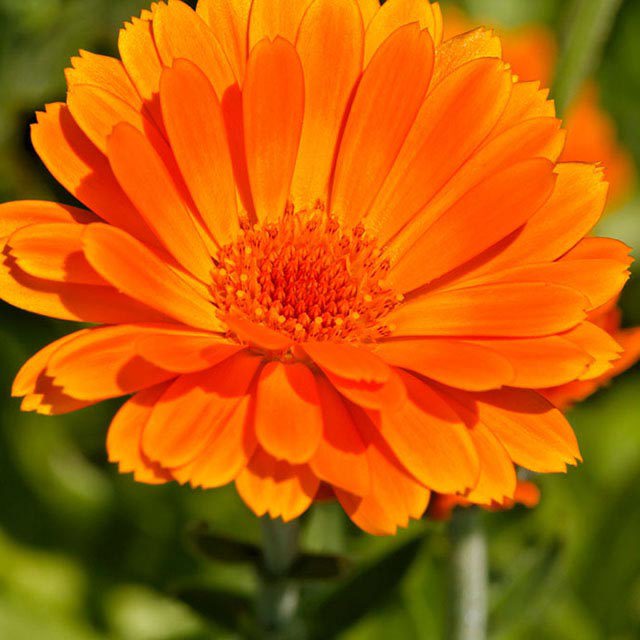 Calendula officinalis