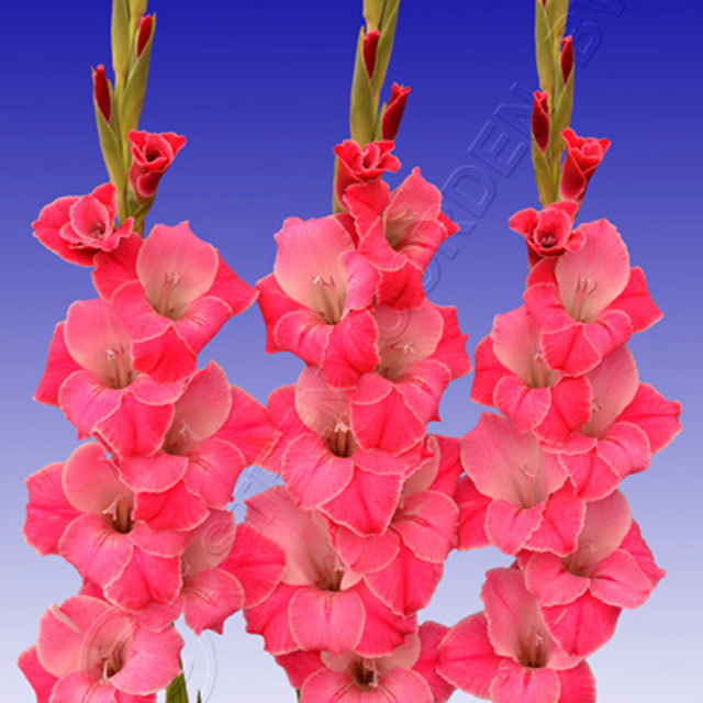 Gladiolus Invitatie