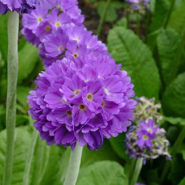 Primula denticulata